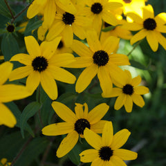 Three-lobed coneflower (Rudbeckia triloba). Fall blooming bright yellow small coneflowers brighten up gardens and shady edges; tall stems with delicate foliage.