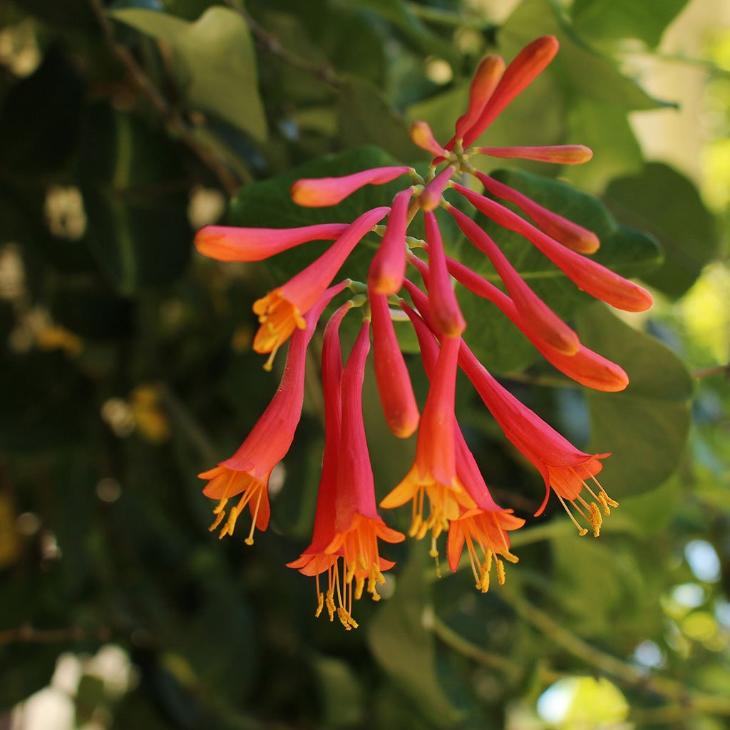 Honeysuckles — Trumpet honeysuckle (Lonicera sempervirens) Plants