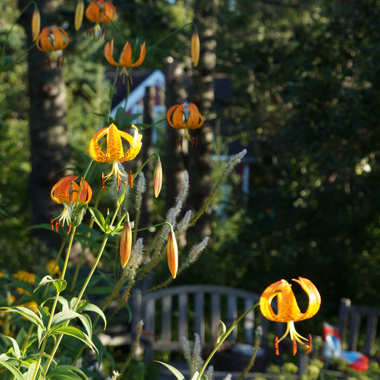 Turk's-cap lily (Lilium superbum). A summer blooming meadow lily with dramatic tiers of whorled foliage and in midsummer nodding orange flowers with petals curled back.