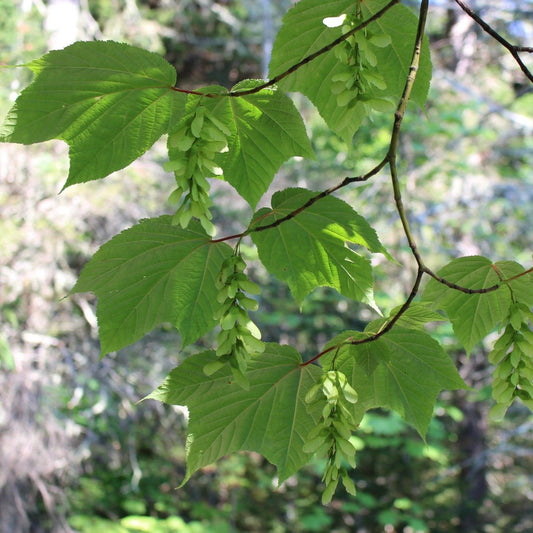 Maples - Striped maple (Acer pensylvanicum) Plants