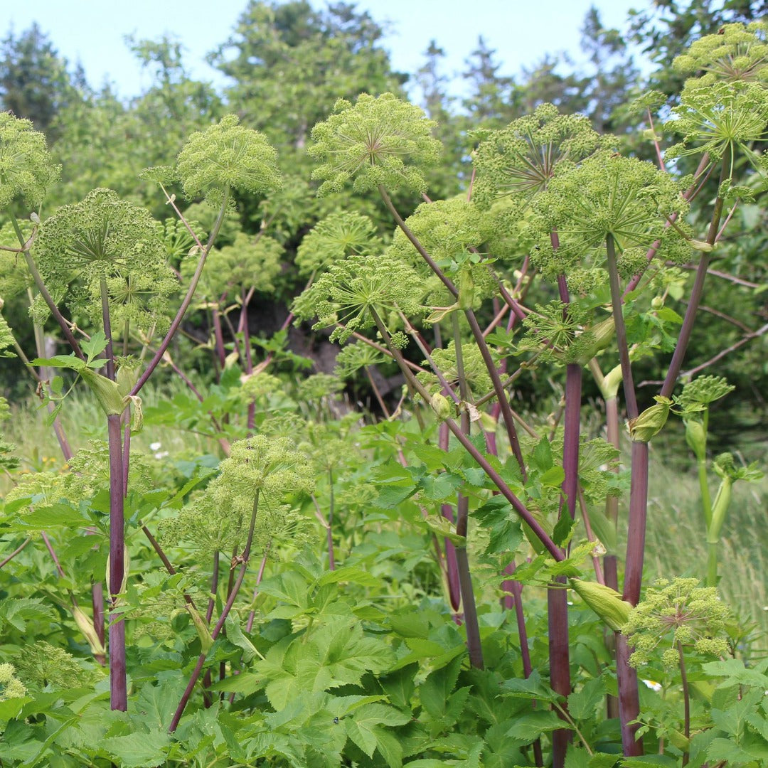 Purple-stemmed Angelica (Angelica atropurpurea) Plants