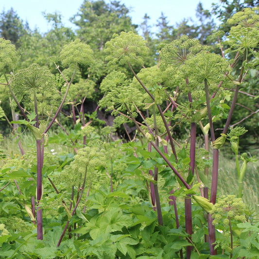 Purple-stemmed Angelica (Angelica atropurpurea) Plants