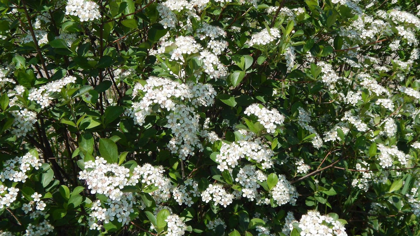 Black chokeberry (Aronia melanocarpa) Plants