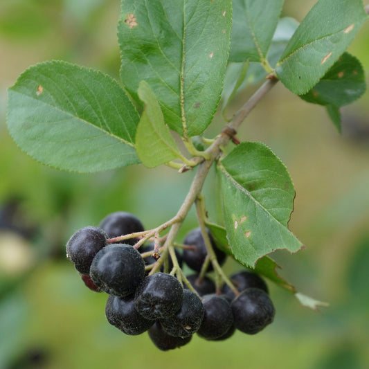 Black chokeberry (Aronia melanocarpa) Plants