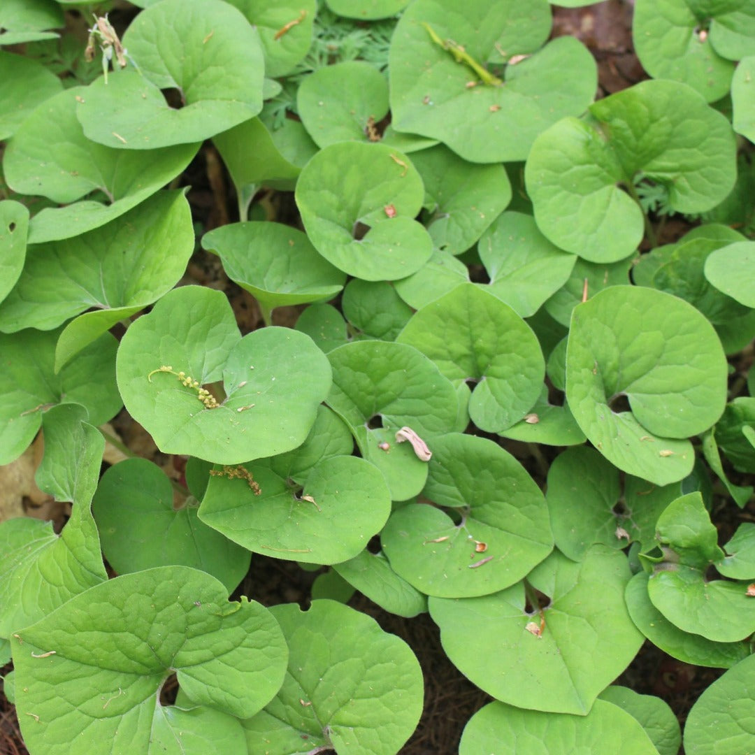 Wild ginger (Asarum canadense) Plants