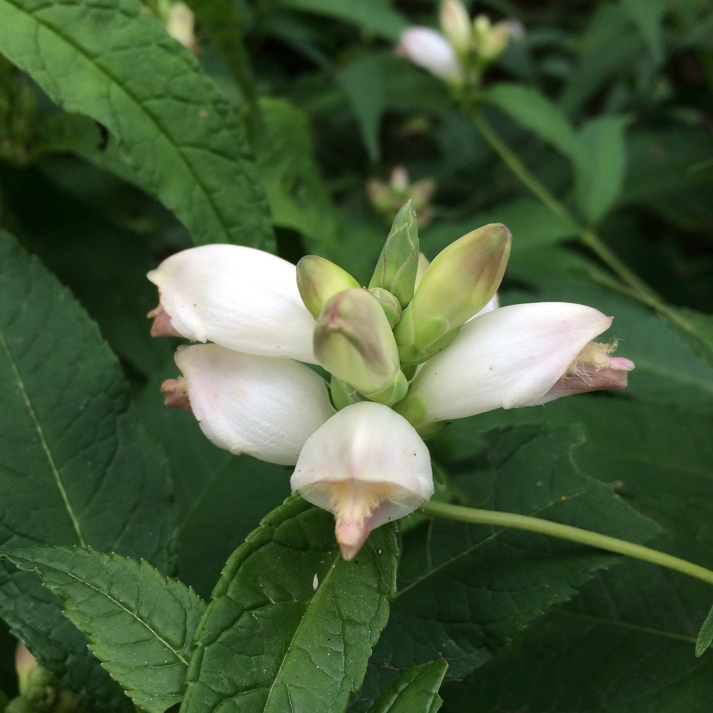 White turtlehead (Chelone glabra) Plants