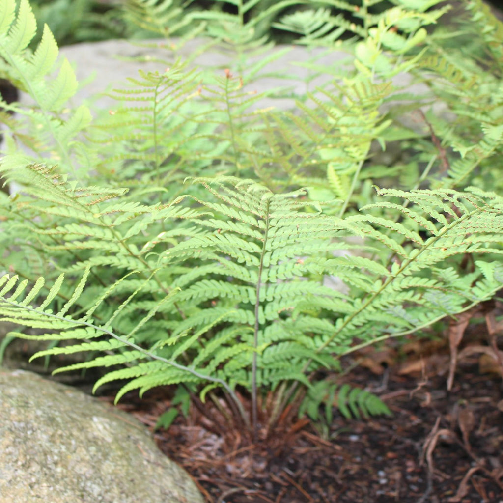 Ferns — Marginal wood fern (Dryopteris marginalis) Spores
