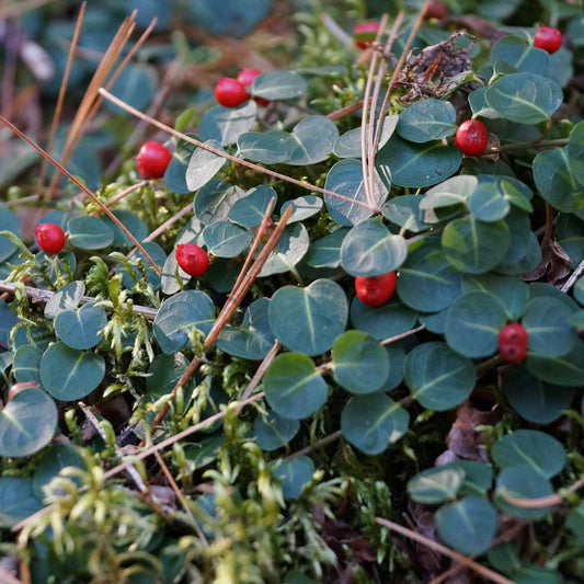 Partridgeberry (Mitchella repens) Plants