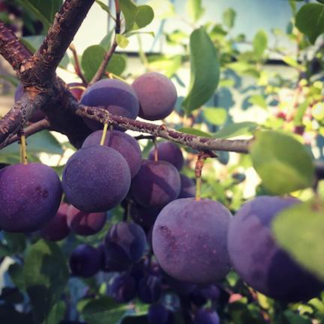 Beach plum (Prunus maritima) Plants