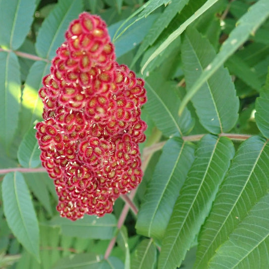 Staghorn sumac (Rhus hirta) Plants