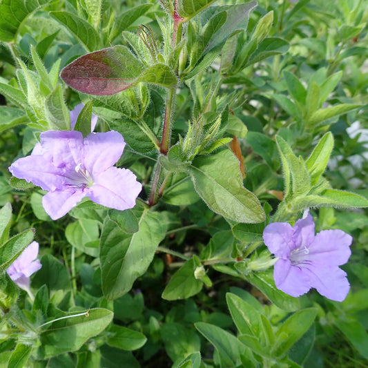 Wild petunia (Ruellia humilis) Plants