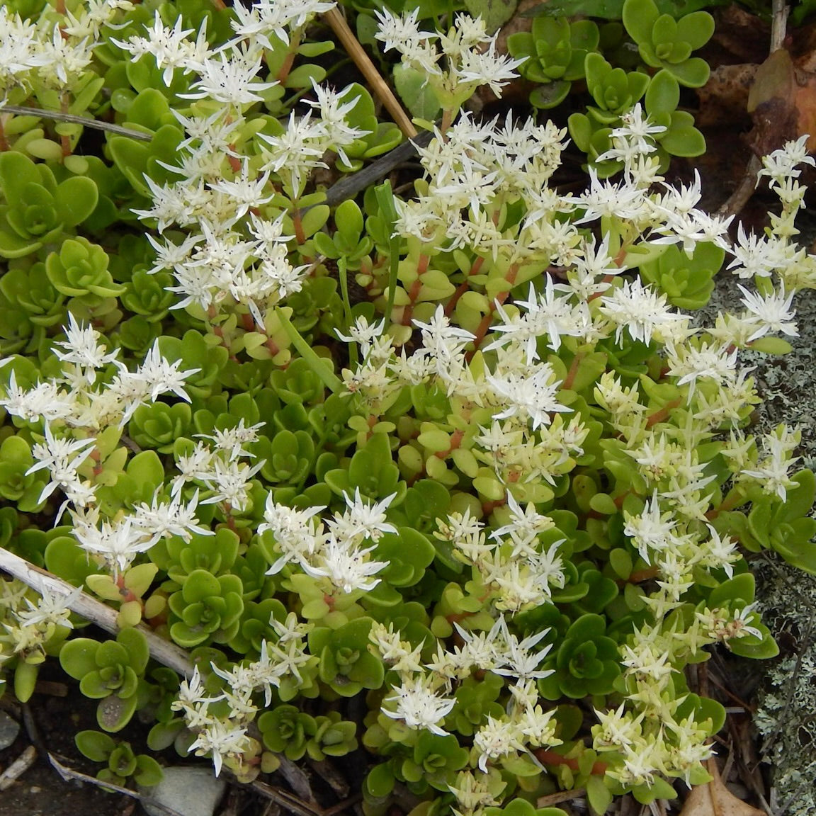 Woodland stonecrop (Sedum ternatum) Plants