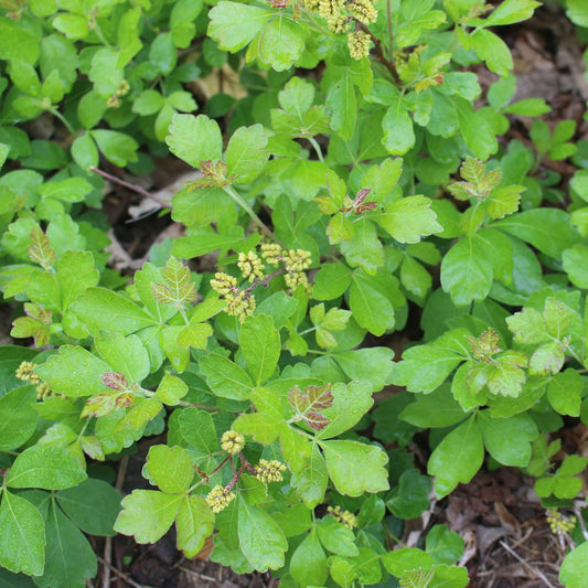 Sumacs - Fragrant sumac (Rhus aromatica) Plants