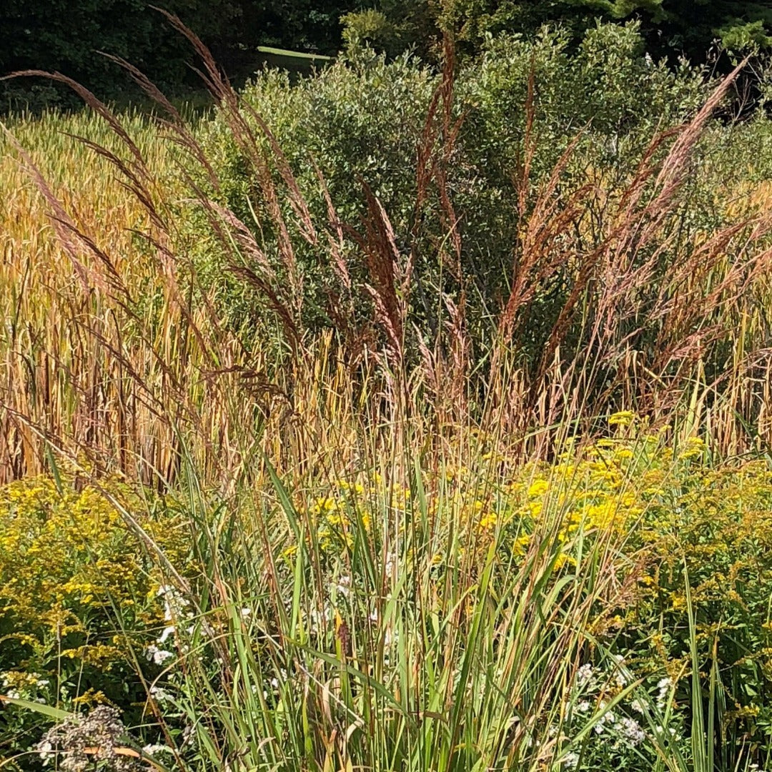 Yellow prairie grass (Sorghastrum nutans) Plants