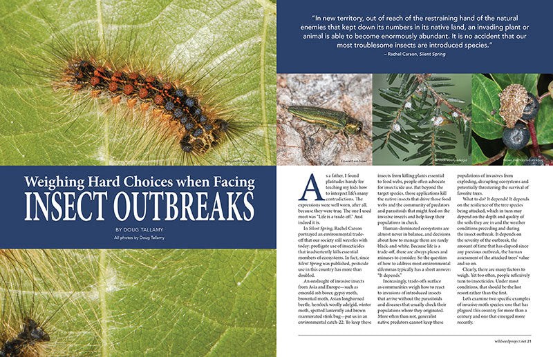 Wild Seed magazine Volume 6 2020: Weighing Hard Choices when Facing Insect Outbreaks