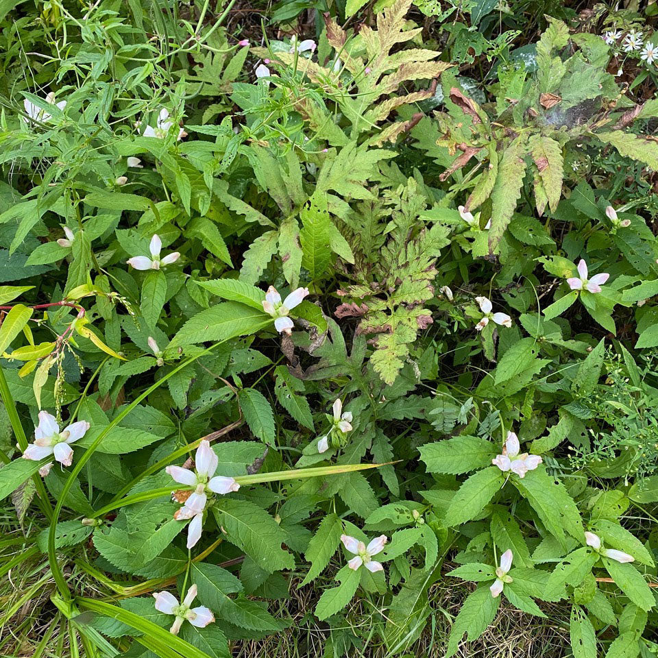 White turtlehead (Chelone glabra) plant