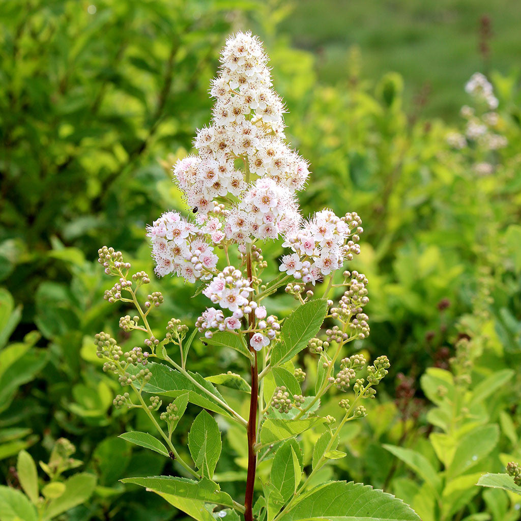 White meadowsweet (Spiraea alba)