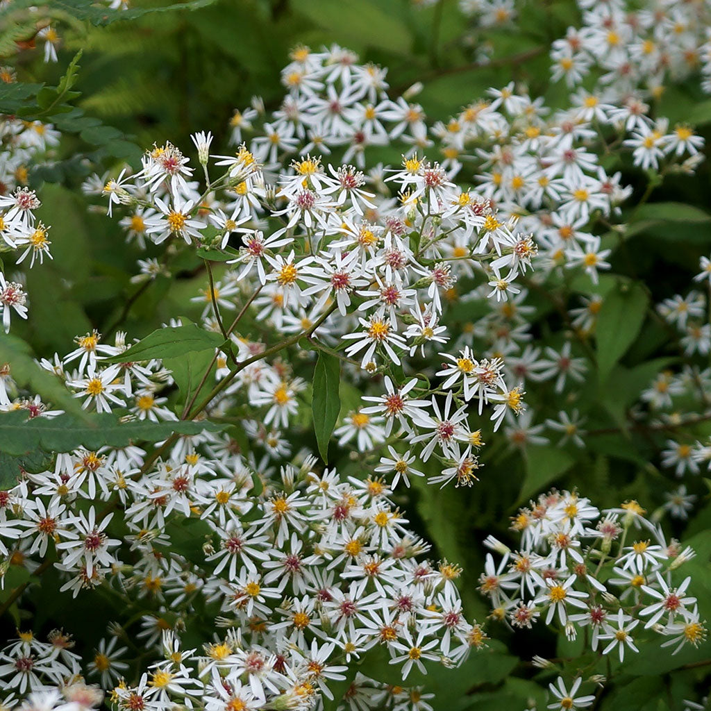 White wood-aster