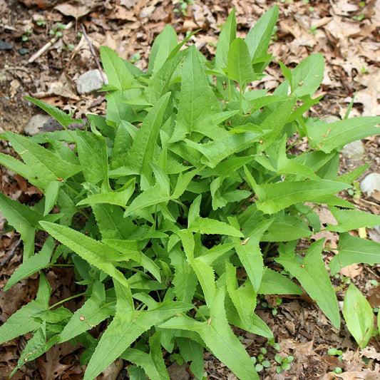 Wild lettuce (Lactuca canadensis) Plants