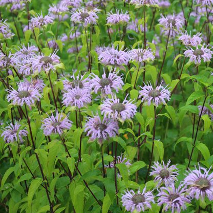 Wild bee-balm, Wild bergamot (Monarda fistulosa)  Distinctive lavender flowers bloom atop fragrant blue-green foliage, attracting butterflies, bees and hummingbirds.