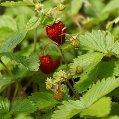 Wild strawberry (Fragaria virginiana). Small white flowers with yellow centers brighten the spring landscape and attract pollinating insects.