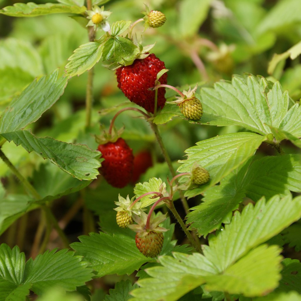 Wild strawberry (Fragaria virginiana) Plants