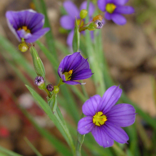 Blue-eyed-grass, Sisyrinchium montanum: A tiny meadow iris with yellow-eyed, deep blue flowers and grass-like leaves. Attracts butterflies and bees.