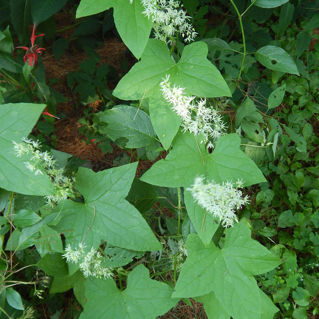 Wild cucumber (Echinocystis lobata)