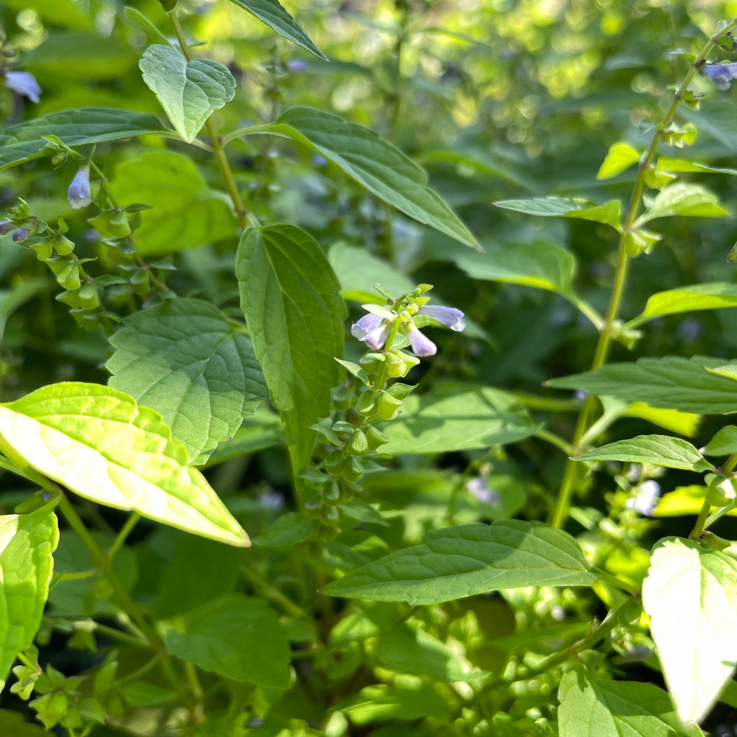 Downy skullcap (Scutellaria incana) Plants