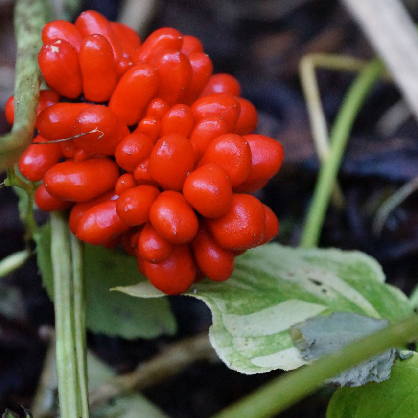 Jack-in-the-pulpit