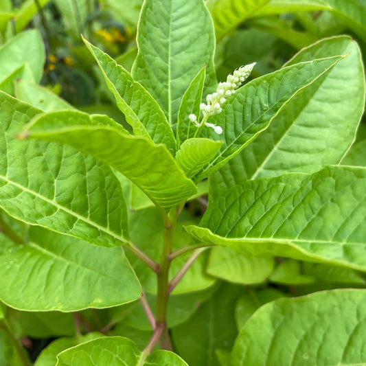 Pokeweed (Phytolacca americana) Plants