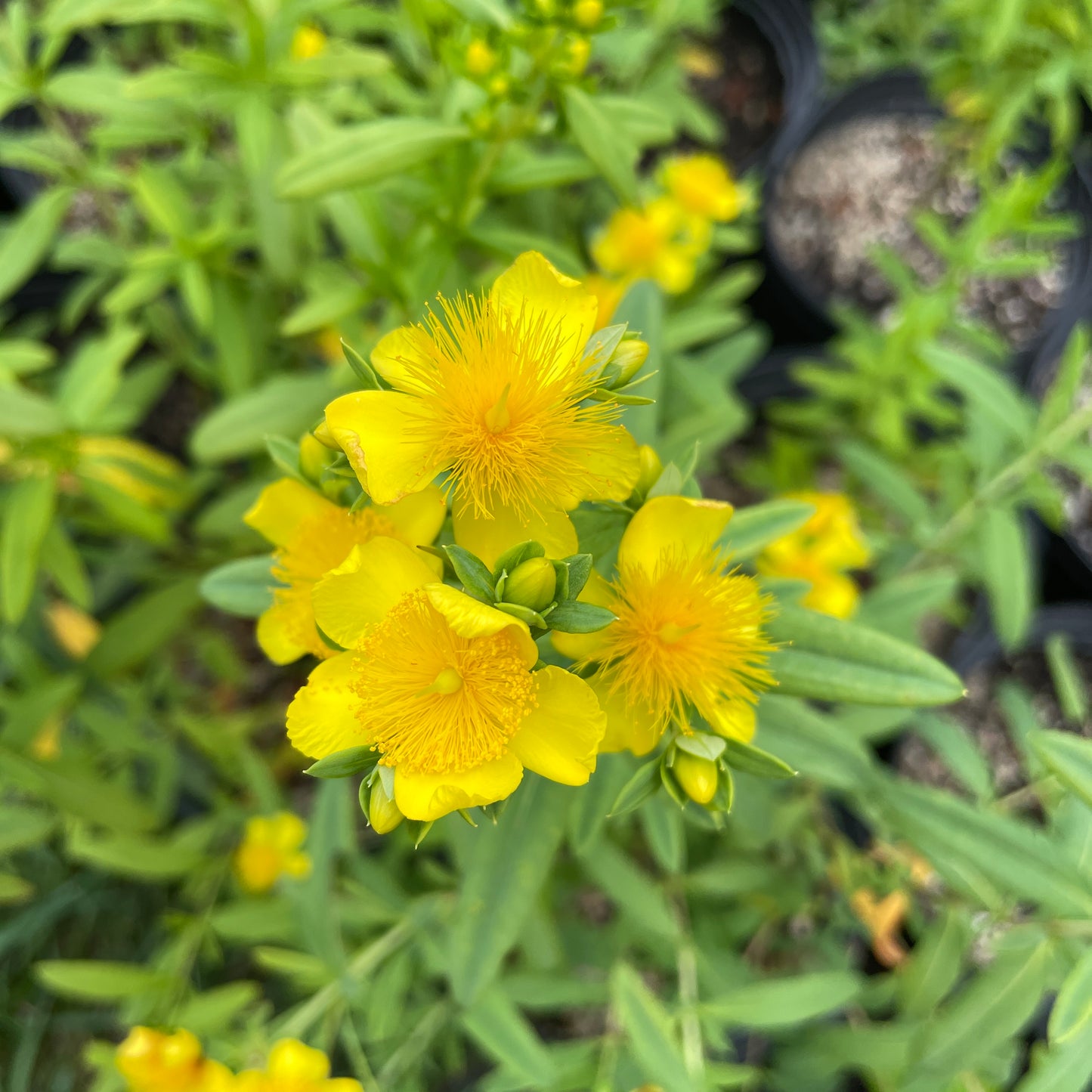 Shrubby St. John's-wort (Hypericum prolificum) Plants