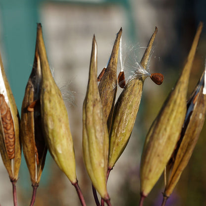 Swamp milkweed seedpod