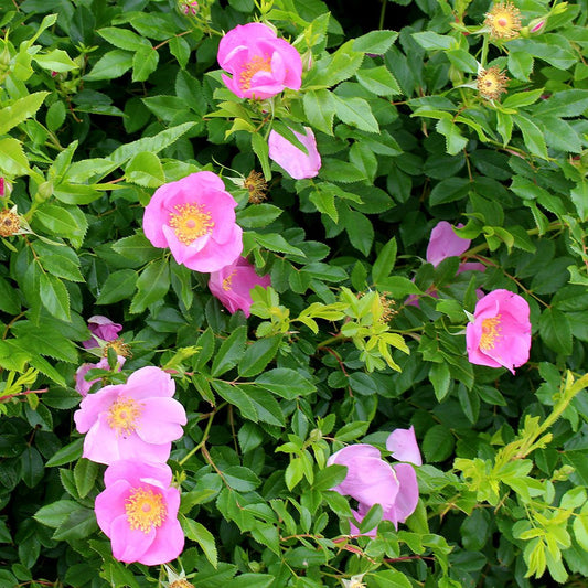 Virginia rose (Rosa virginiana) Plants