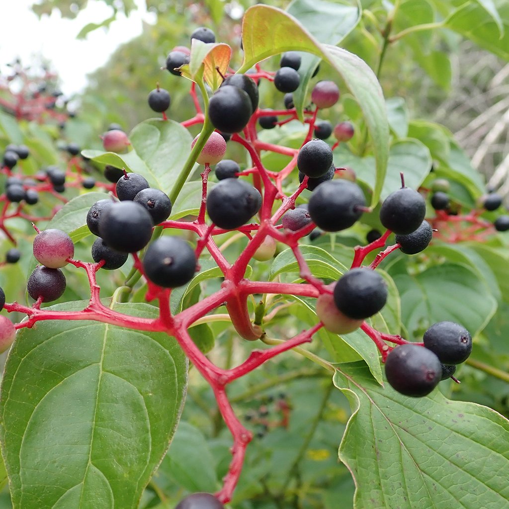 Dogwoods — Pagoda dogwood (Swida alternifolia) Plants