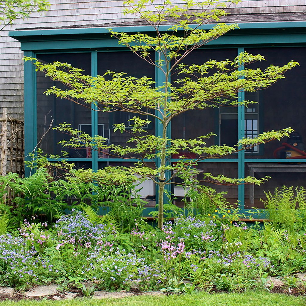 Dogwoods — Pagoda dogwood (Swida alternifolia) Plants