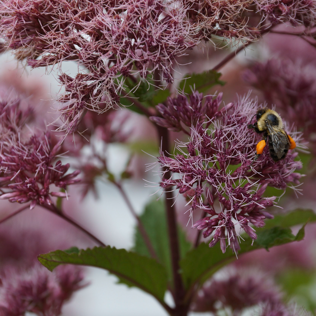 Coastal Joe-Pye weed (Eutrochium dubium) Plants