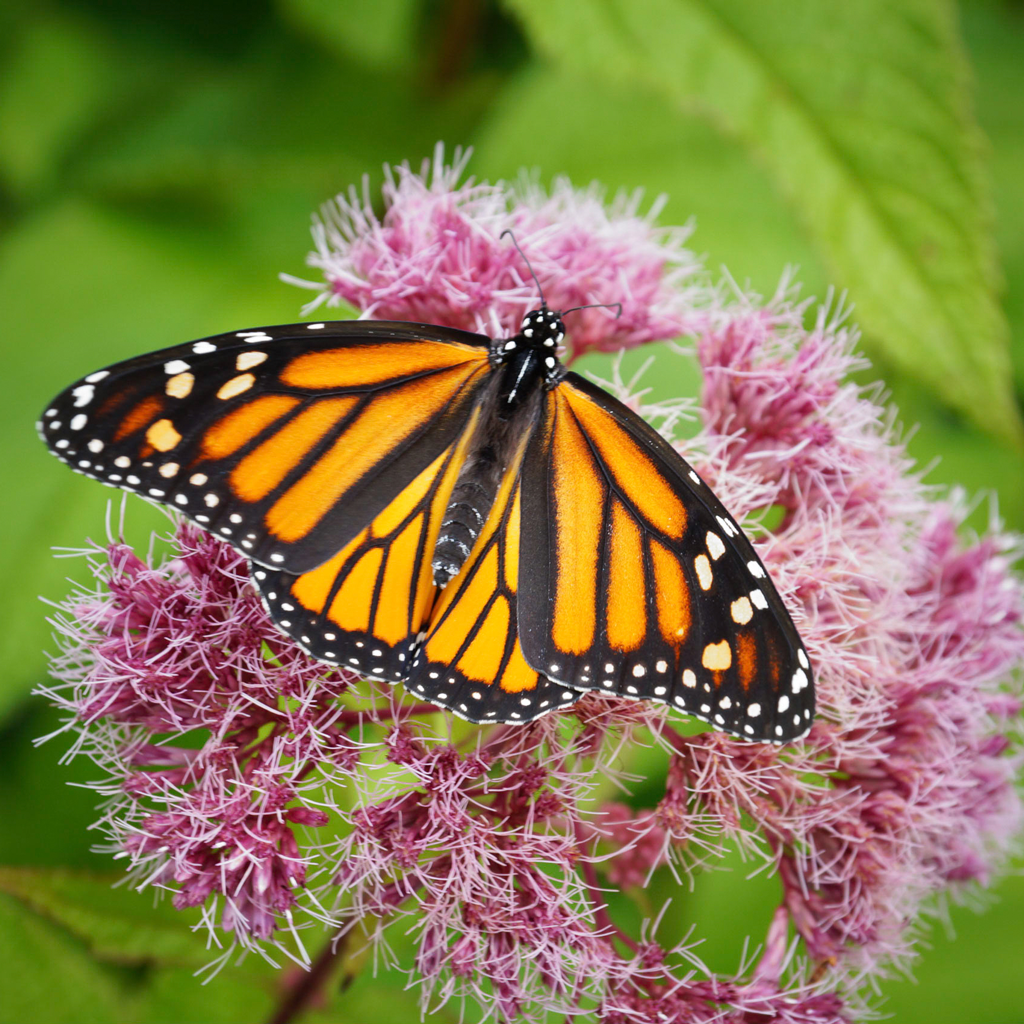 Coastal Joe-Pye weed (Eutrochium dubium) Plants