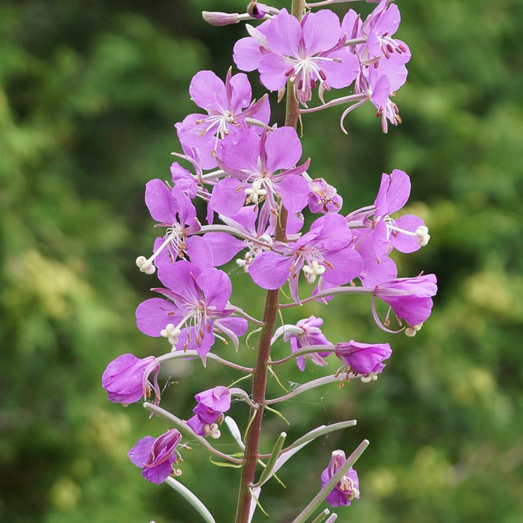 Fireweed (Chamerion angustifolium) Plants