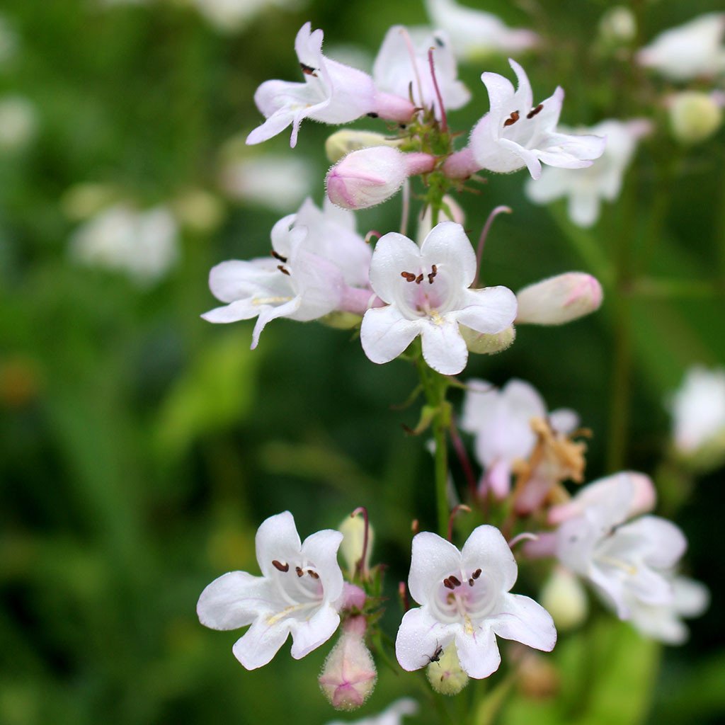 Beardtongues — Foxglove beardtongue (Penstemon digitalis) Plants