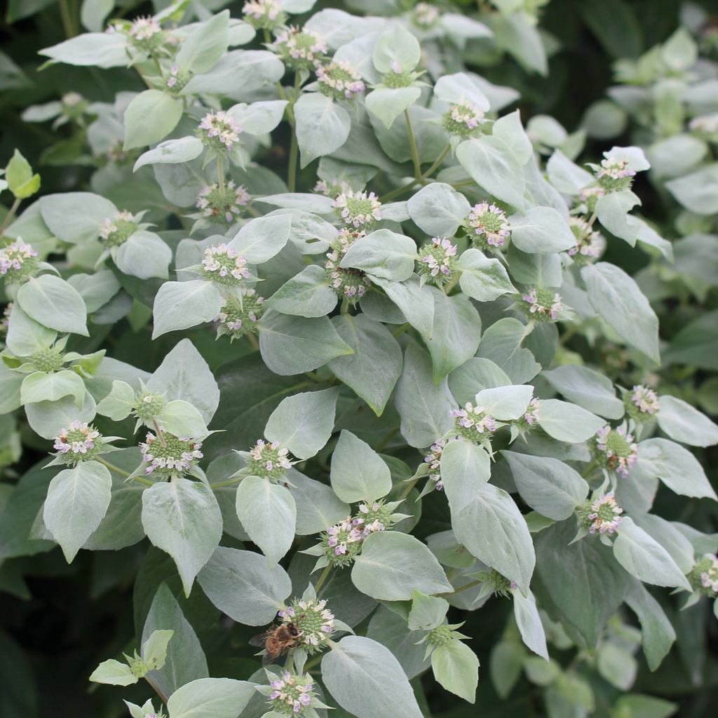 Mountain-mints — Broad-leaved mountain-mint (Pycnanthemum muticum) Plants