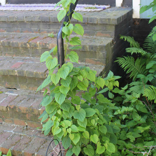 Wild yam (Dioscorea villosa) Plants