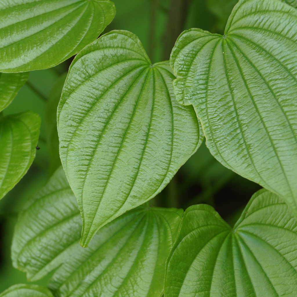 Wild yam (Dioscorea villosa) Plants
