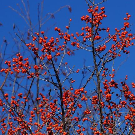 Winterberry holly (Ilex verticillata) Plants